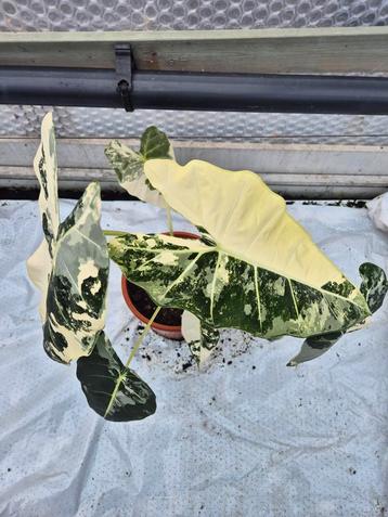 Alocasia Frydek Variegata - Zeldzame kamerplant beschikbaar voor biedingen