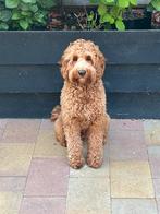Australian labradoodle dekreu met stamboom, Particulier, Rabiës (hondsdolheid), 1 tot 2 jaar, Reu