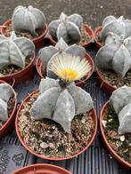 Cactus Astrophytum Myriostigma in de 11 cm pot. Aanbieding, Huis en Inrichting, Kamerplanten, Cactus, Minder dan 100 cm, Ophalen of Verzenden