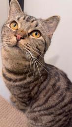 Liefdevol thuis gezocht voor kitten rafa, Dieren en Toebehoren, Kater, Ontwormd, 0 tot 2 jaar