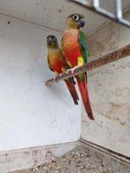 Roodbuik pyrrhura parkieten, Dieren en Toebehoren, Vogels | Parkieten en Papegaaien, Meerdere dieren, Parkiet