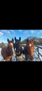 Gezellige stalhulp gezocht voor kleine privé stal te Ermelo, Dieren en Toebehoren