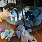 Hoi. Ik ben Flipje Mag ik bij jou wonen?Jack Russell pup reu, Dieren en Toebehoren, Honden | Jack Russells en Terriërs, Jack Russell Terriër