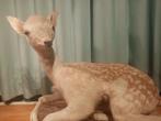taxidermie jong damhertje, Verzamelen, Dierenverzamelingen, Ophalen of Verzenden, Zo goed als nieuw, Hert, Opgezet dier