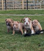 American bully pocket, België, Particulier, Overige rassen, 8 tot 15 weken