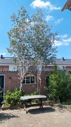 2 eucalyptus bomen gratis uit te steken, Tuin en Terras, Ophalen, Volle zon, Overige soorten