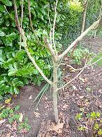 Ficus carica vijgenboom, Tuin en Terras, Planten | Bomen, Minder dan 100 cm, Overige soorten, Volle zon, Bloeit niet