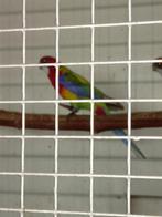 Rosella man 2025 pastel split voor zwart., Dieren en Toebehoren, Mannelijk, Parkiet, Geringd