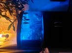 Juwel aquarium, Dieren en Toebehoren, Vissen | Aquariumvissen, Vis
