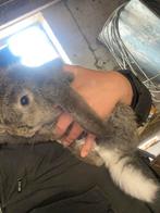 Konijn franse langoor (voedsters&rammen), Dieren en Toebehoren, Meerdere dieren, Middelgroot, Hangoor, 0 tot 2 jaar