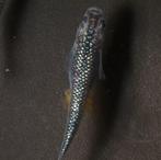 Medaka Blue Lamé - Japanse Rijstvis eitjes te koop, Dieren en Toebehoren, Vissen | Aquariumvissen, Vis