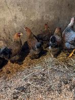 Bramha groot, Dieren en Toebehoren, Pluimvee, Vrouwelijk, Kip