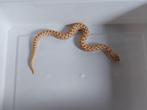 Haakneus / Hognose / Heterodon nasicus, Slang, 0 tot 2 jaar