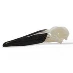 Schedel Hamerkop Ooievaar PREPARATENSHOP, Ophalen of Verzenden, Nieuw, Vogel, Schedel