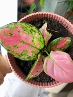 Aglaonema in Elho Vibespot, Huis en Inrichting, Ophalen of Verzenden, In pot, Halfschaduw, Minder dan 100 cm