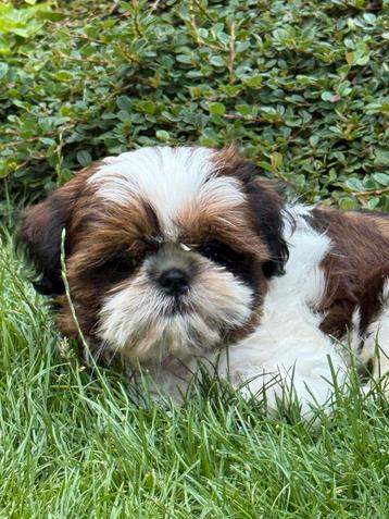Shih tzu  pupjes beschikbaar voor biedingen