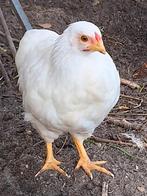 Wyandotte kriel Haantje en hennetje 3maanden, Dieren en Toebehoren, Pluimvee, Meerdere dieren, Kip