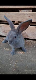 Blauw grijs vlaamse reus, Dieren en Toebehoren, Meerdere dieren, Groot