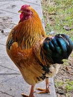 Haan wyandot, Dieren en Toebehoren, Mannelijk, Kip