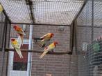 rubinorosella rubino rosella, Dieren en Toebehoren, Vogels | Parkieten en Papegaaien, Meerdere dieren, Parkiet, Geringd