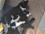 Kittens, Noorse boskat/maincoon  en ??, Dieren en Toebehoren, Poes