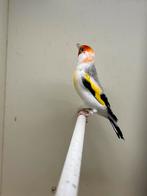 Majoor putter, Dieren en Toebehoren, Mannelijk, Wildzangvogel