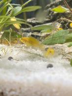 Jonge labidochromis caeruleus Yellow te koop, Dieren en Toebehoren, Vissen | Aquariumvissen