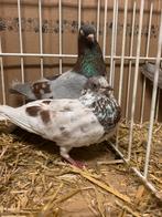 Wener Hoogvliegers. Kweekkoppels, Dieren en Toebehoren, Meerdere dieren