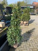 Portugese laurier 125/150 €29,95 pst mooi groen blijvend, Tuin en Terras, Planten | Bomen, In pot, Ophalen of Verzenden, 100 tot 250 cm