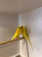 Grasparkieten, Dieren en Toebehoren, Vogels | Parkieten en Papegaaien, Meerdere dieren, Parkiet