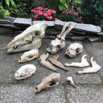 Verzameling schedels verschillende dieren, Ophalen of Verzenden, Zo goed als nieuw, Schedel