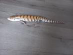 Tiliqua gigas evanescens, 0 tot 2 jaar, Tam, Hagedis