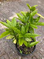 Meerdere Aucuba Japonica (struik bont blad en rode besjes), Ophalen of Verzenden, Overige soorten