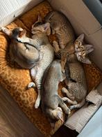 Bengaal / abessijn kittens zoeken huisje, Dieren en Toebehoren, Poes, 0 tot 2 jaar