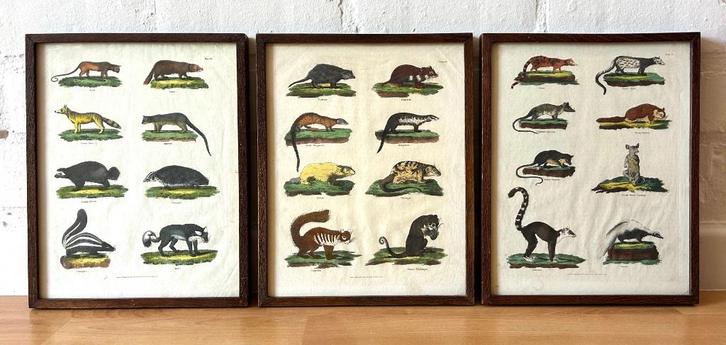 oude triptiek gekleurde afbeelding dieren encyclopedie kader, Antiek en Kunst, Curiosa en Brocante, Ophalen of Verzenden