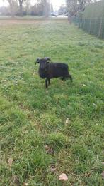 Oussant  rammen, Dieren en Toebehoren, Schapen, Geiten en Varkens, Mannelijk, Schaap