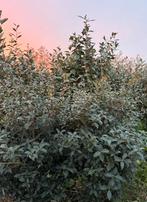Prachtige Burkwoodii Schijnhulst planten, Herfst, Halfschaduw, Minder dan 100 cm, Overige soorten