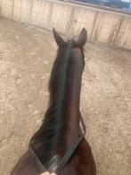 Verzorg pony gezocht/bijrijder aangeboden, Dieren en Toebehoren, Paarden en Pony's | Overige Paardenspullen, Ophalen of Verzenden