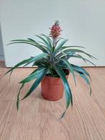 Ananas Comosus - Rode Ananasplant H: 28 cm., Ophalen, Overige soorten, Halfschaduw, Minder dan 100 cm