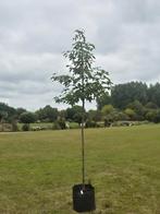 Bomen,  groenblijvend en Bladverliezende, Ophalen of Verzenden, Volle zon, Overige soorten