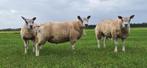 Luxe dekrammen, Dieren en Toebehoren, Schapen, Geiten en Varkens, Mannelijk, Schaap, 0 tot 2 jaar