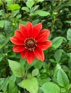 Dahlia zaailing rood, Ophalen of Verzenden, Voorjaar, Volle zon, Knol