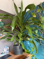 Mega kamerplant draceana gratis - bieding = voorrang., Ophalen of Verzenden, Halfschaduw, Minder dan 100 cm