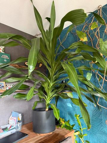 Mega kamerplant draceana gratis - bieding = voorrang. beschikbaar voor biedingen