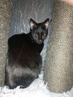 Bombay kat van net 1 jaar, Dieren en Toebehoren, Poes