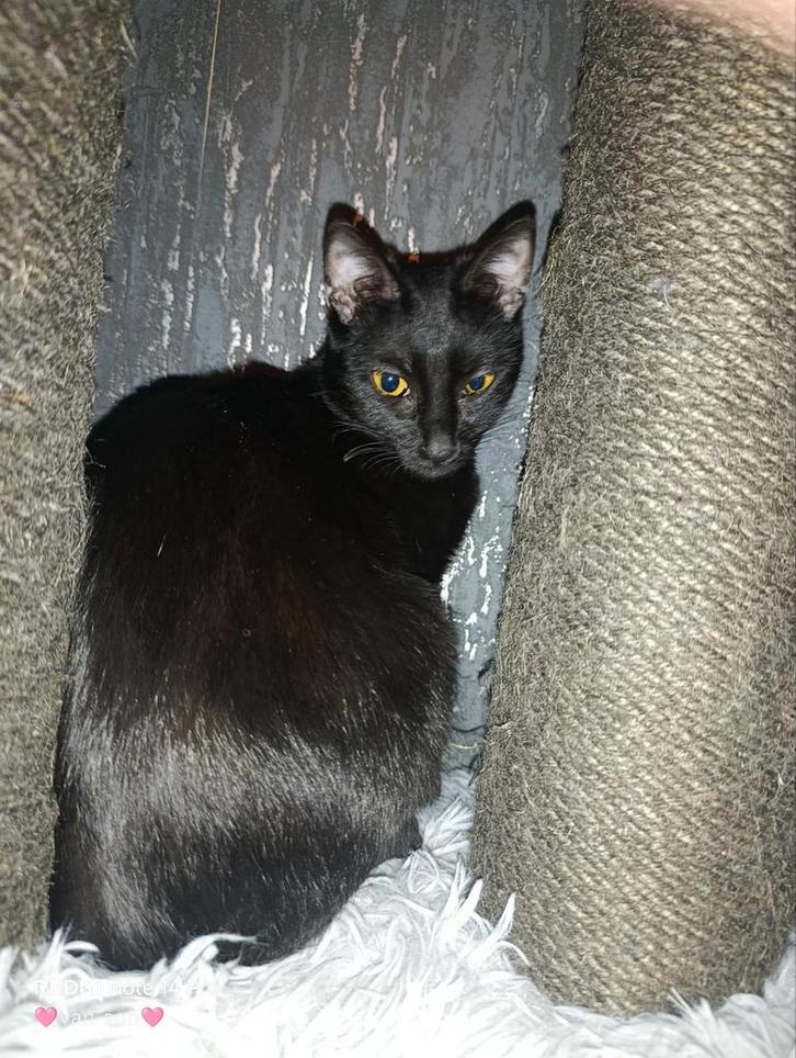 Bombay kat van net 1 jaar, Dieren en Toebehoren, Katten en Kittens | Raskatten | Korthaar, Poes