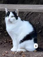 Lieve kater zoekt een nieuw warm huisje, Dieren en Toebehoren, Katten en Kittens | Overige Katten, Kater, Kortharig, 3 tot 5 jaar