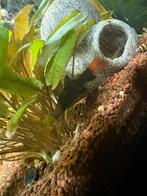 Vuurstaartlabeo, Dieren en Toebehoren, Vissen | Aquariumvissen, Vis