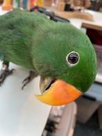 Jonge Baby Edelpapegaai | Handtam | Kleurrijk | Nieuwsgierig, Dieren en Toebehoren, Vogels | Parkieten en Papegaaien, Meerdere dieren