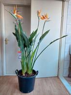 XL Strelitzia Reginae-Paradijsvogelbloem/Paradijsvogelplant, Ophalen, Overige soorten, Halfschaduw, 150 tot 200 cm